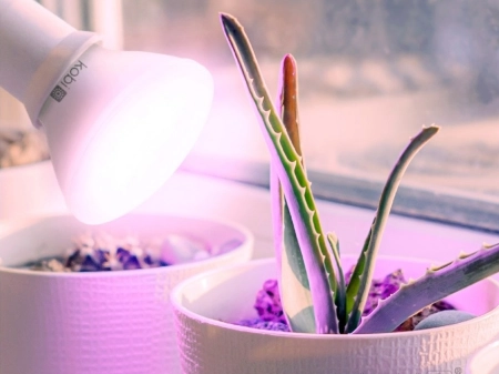 Żarówka do roślin LED PLANTY W 7W E27 1200K biała - 04a.jpg