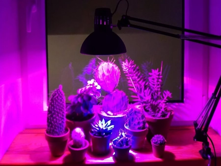 Żarówka do roślin LED PLANTY W 7W E27 1200K biała - 05.jpg