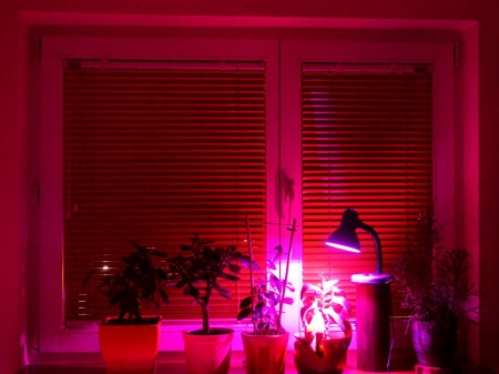 Żarówka do roślin LED PLANTY W 7W E27 1200K biała - 05.jpg