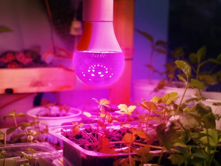 Żarówka do roślin LED PLANTY GS 11W E27 1200K1 -- wiz.jpg