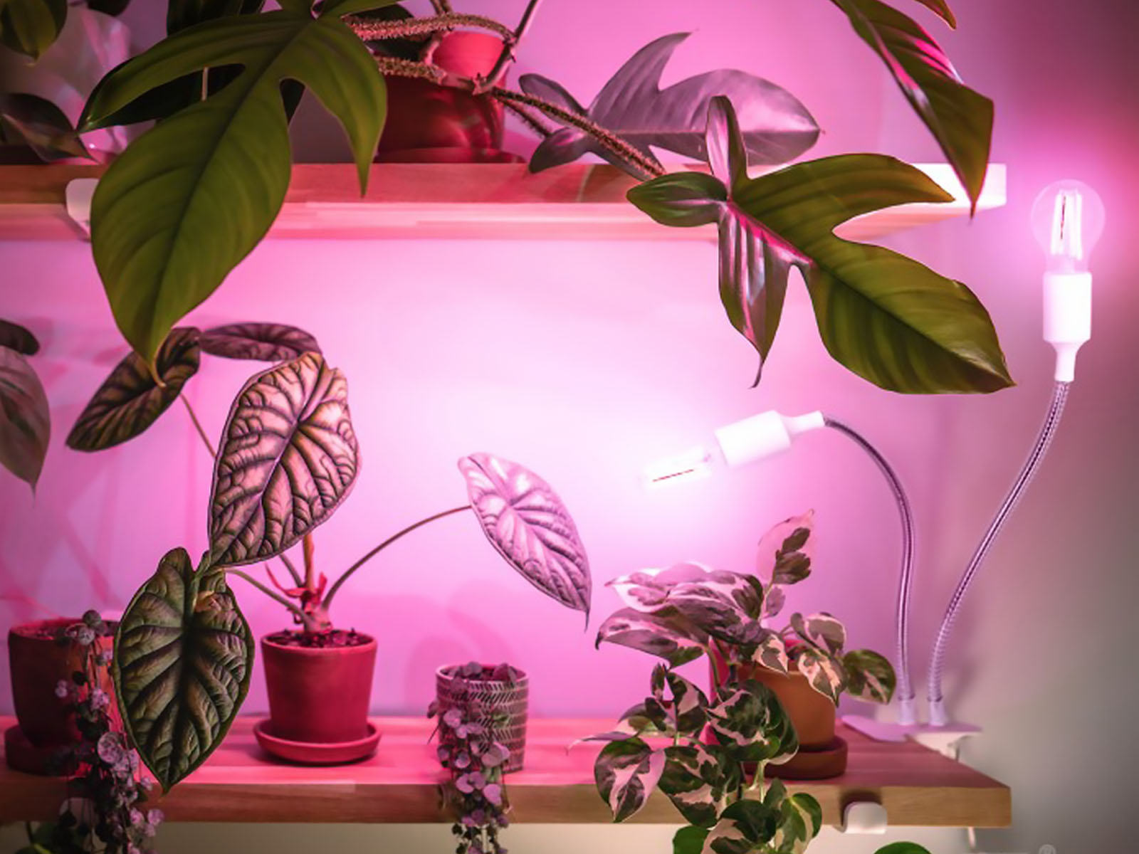 Lampka biurkowa PLANTY CLIP W DUO 2xE27 biała - 06.jpg