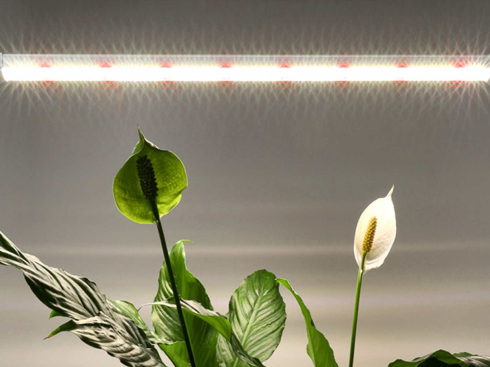 Lampa do roślin LED GROWLY 15W - 07.jpg