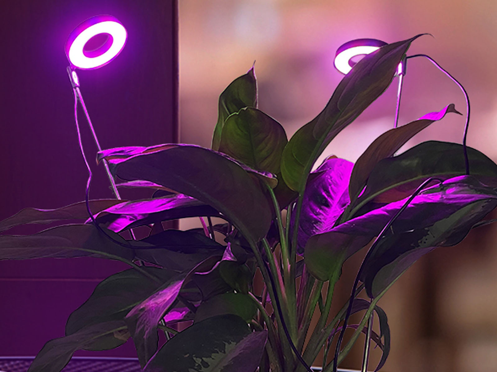 Lampa do roślin LED VERDI V2 5W 1300K czarna - 06.jpg