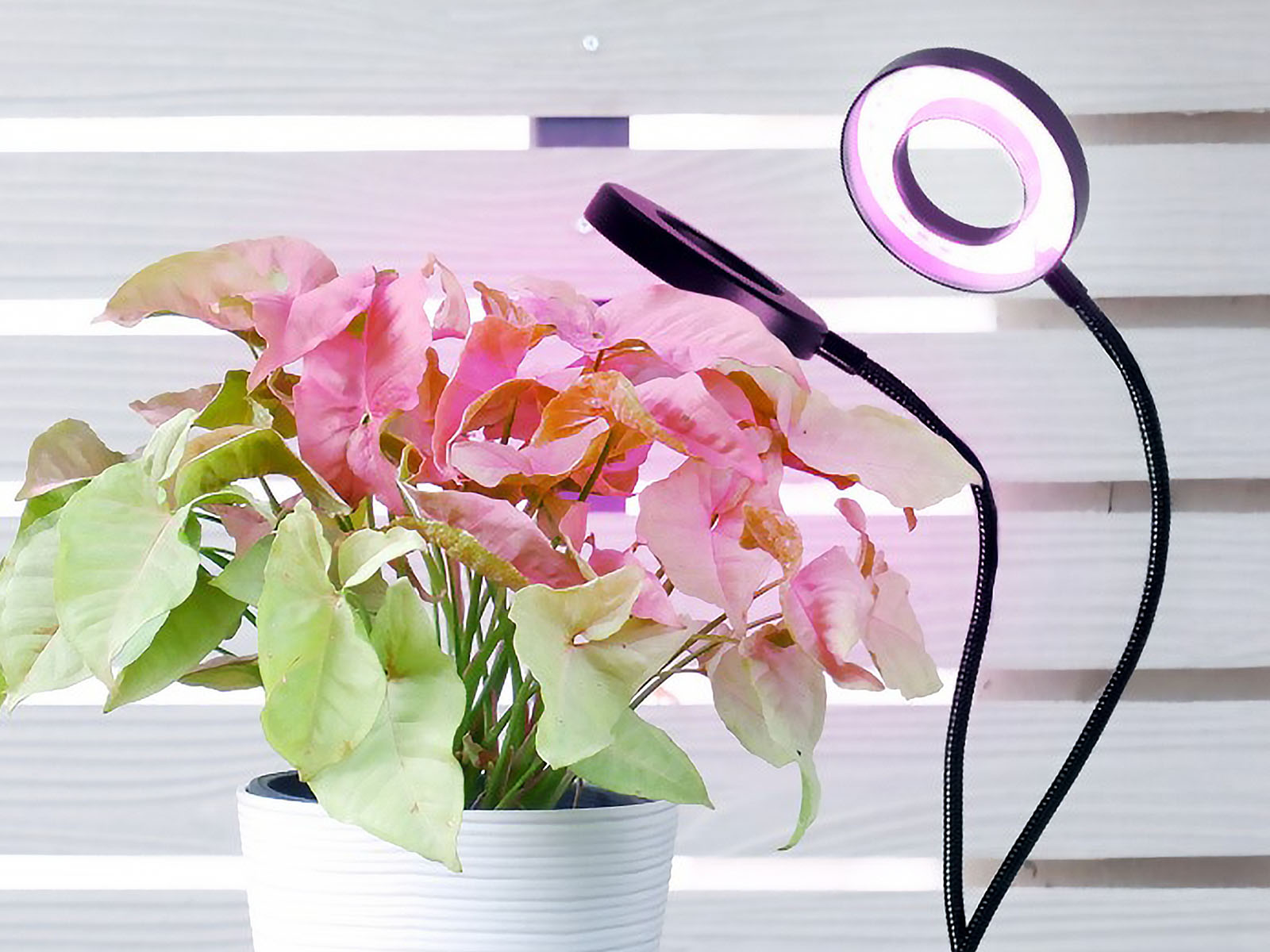 Lampa do roślin LED VITARO RING 2 CLIP 8W - 05.jpg